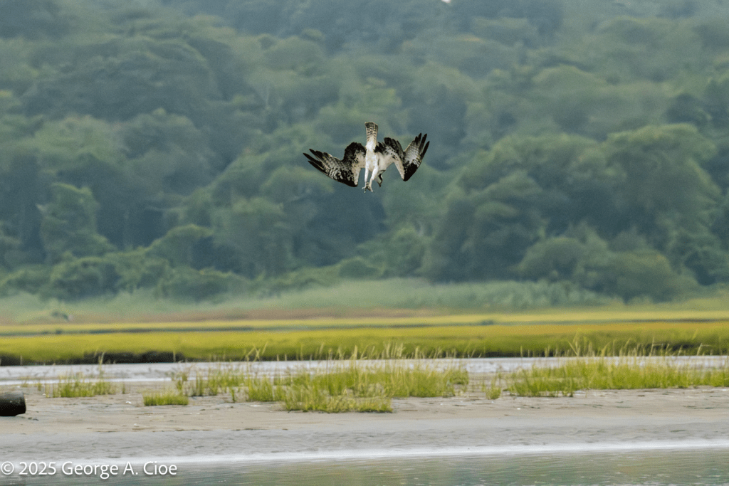 Osprey Attack