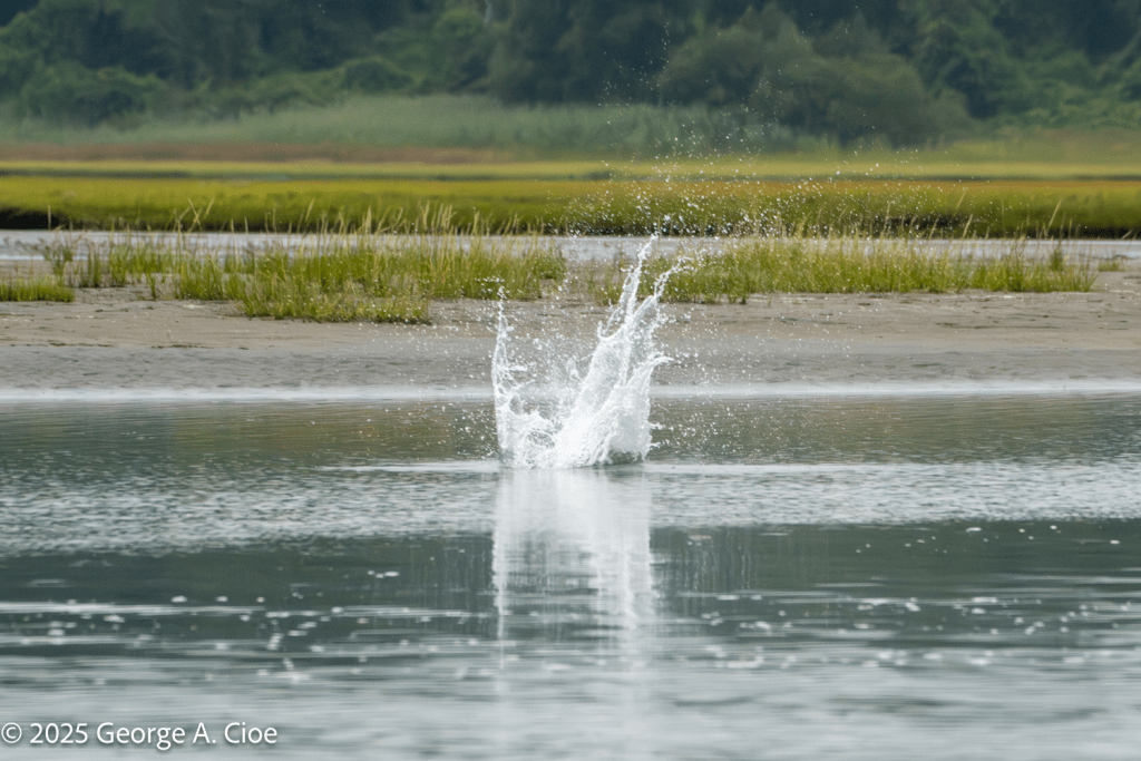 Osprey Splash