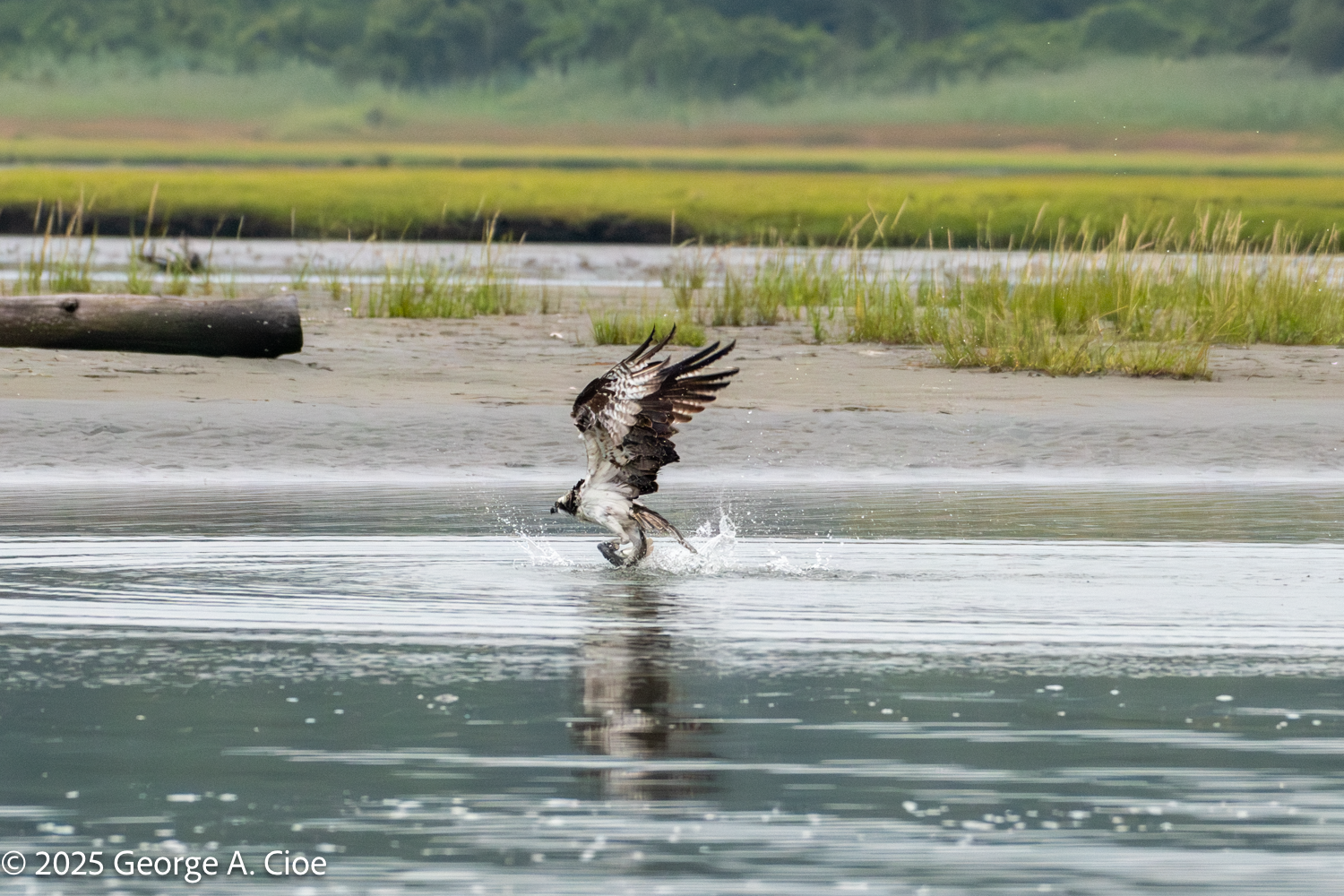 Survival Lessons from a Young Osprey’s Adventure