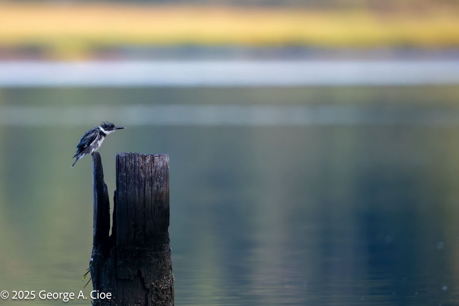 Kingfish and Kingfisher: Exploring the Differences