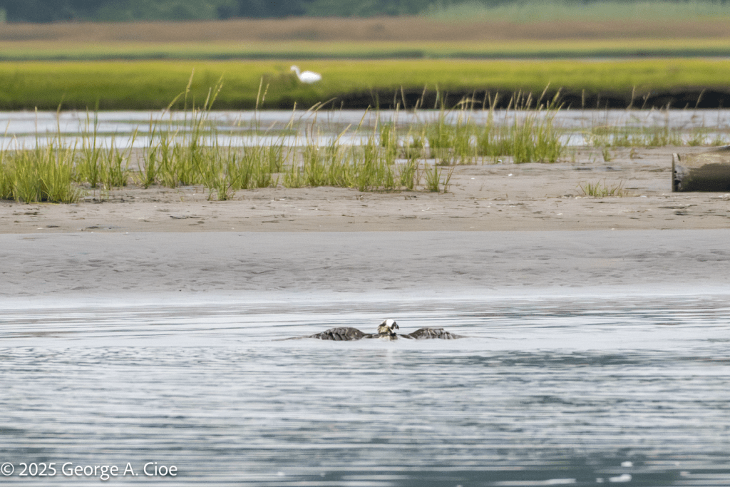 "Overload" Young Osprey, Narrow River