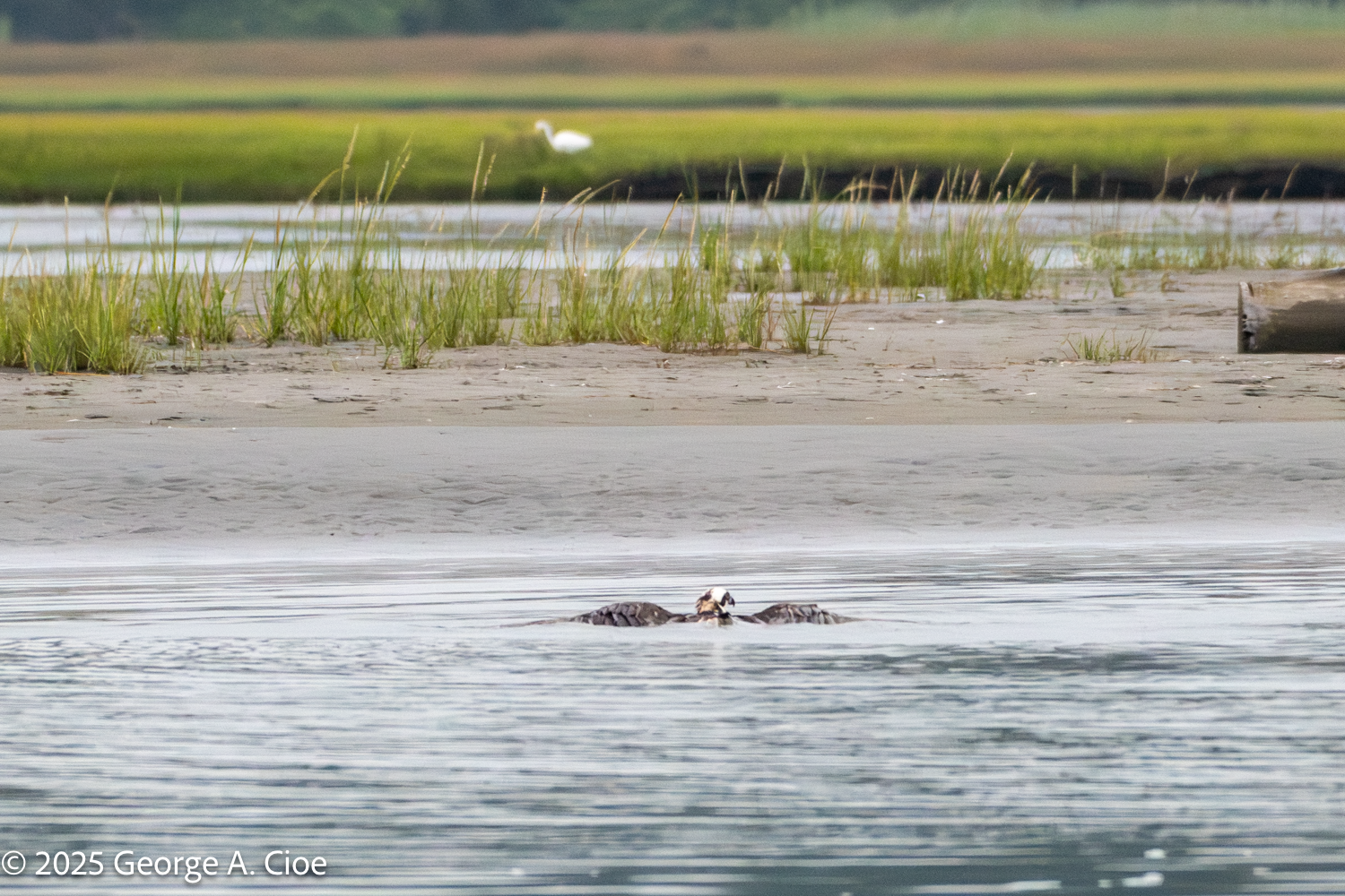 We Must Fail to Grow: Transforming Setbacks into Strengths