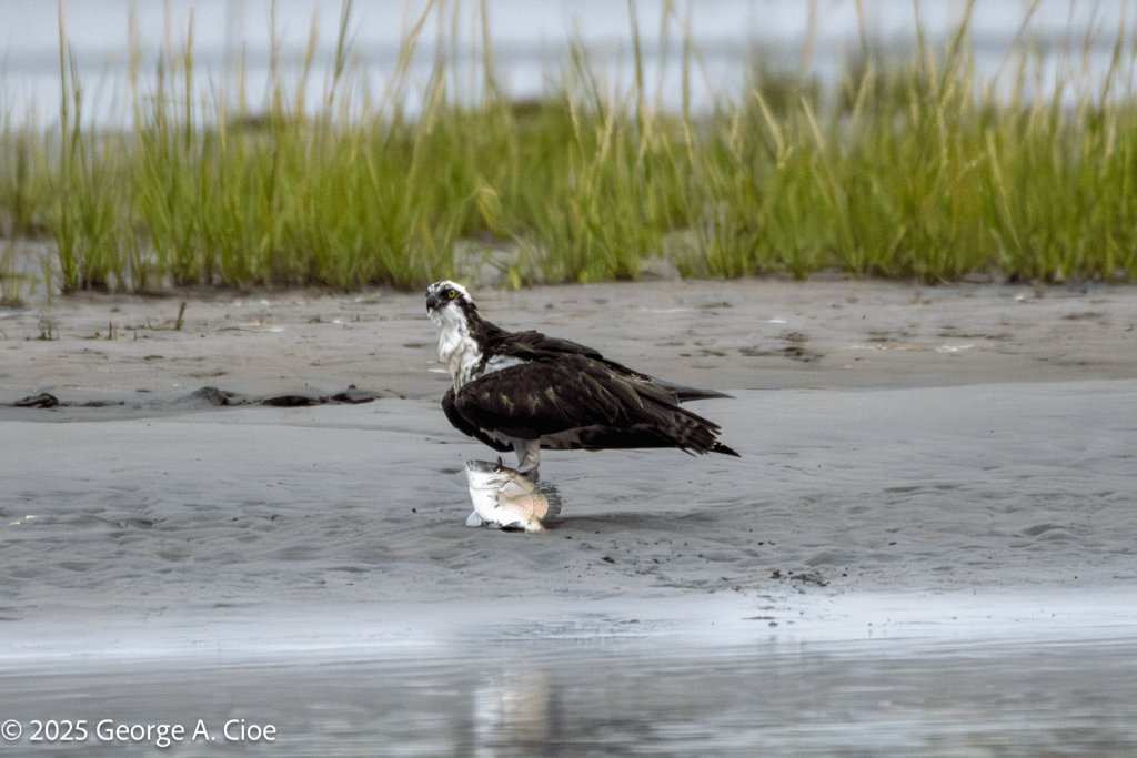 osprey with scup