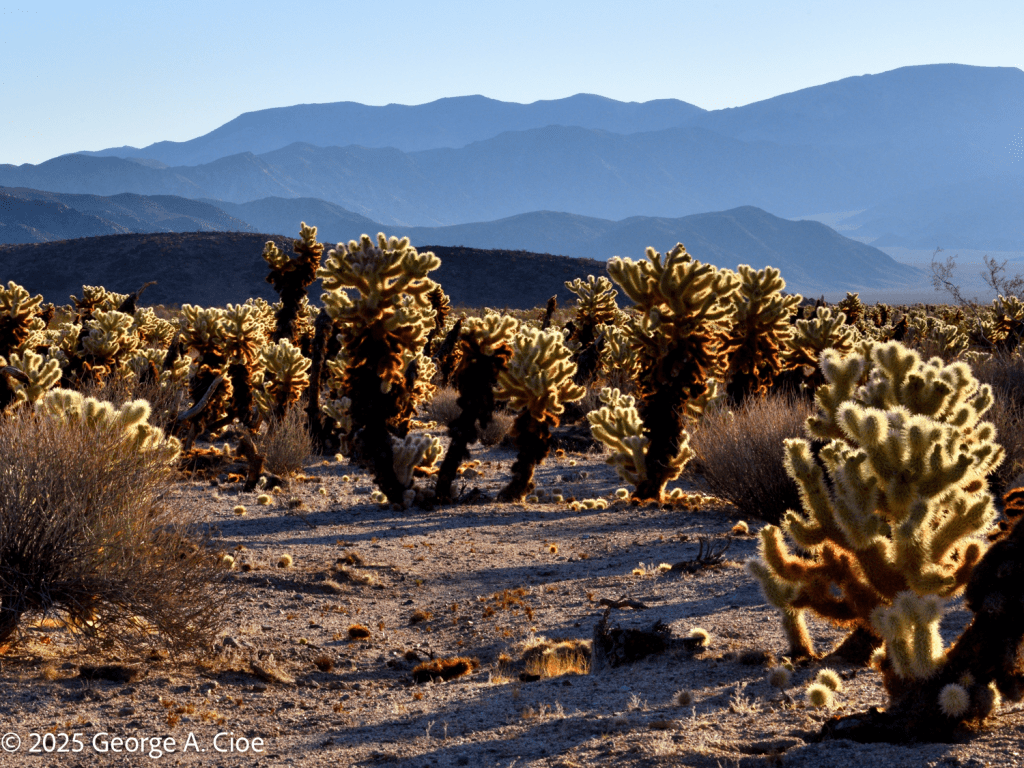 Jumping Cholla Cactus