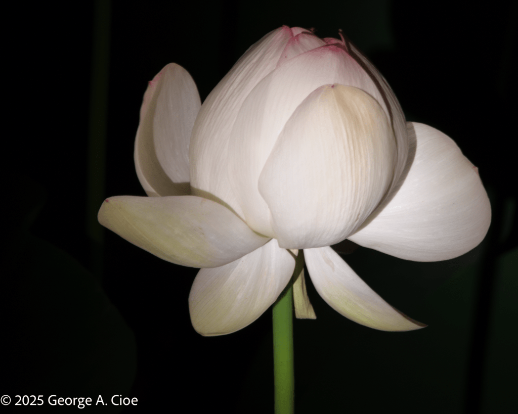 "Shuttered" Lotus Flower