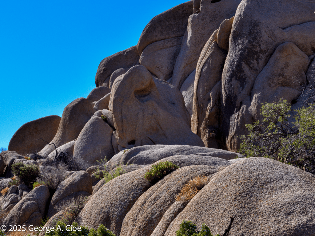 Madonna - Joshua Tree National Park