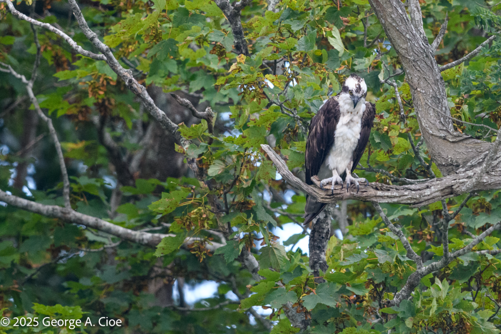 "Lock and Load" Osprey, Narrow River, Narragansett, RI