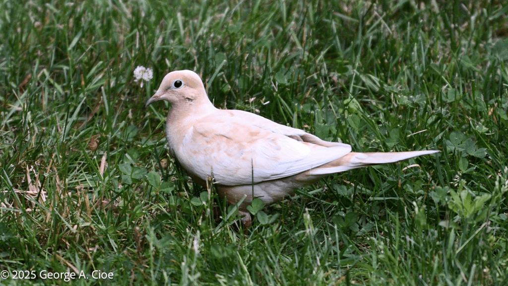 Leucistic Mourning Dove