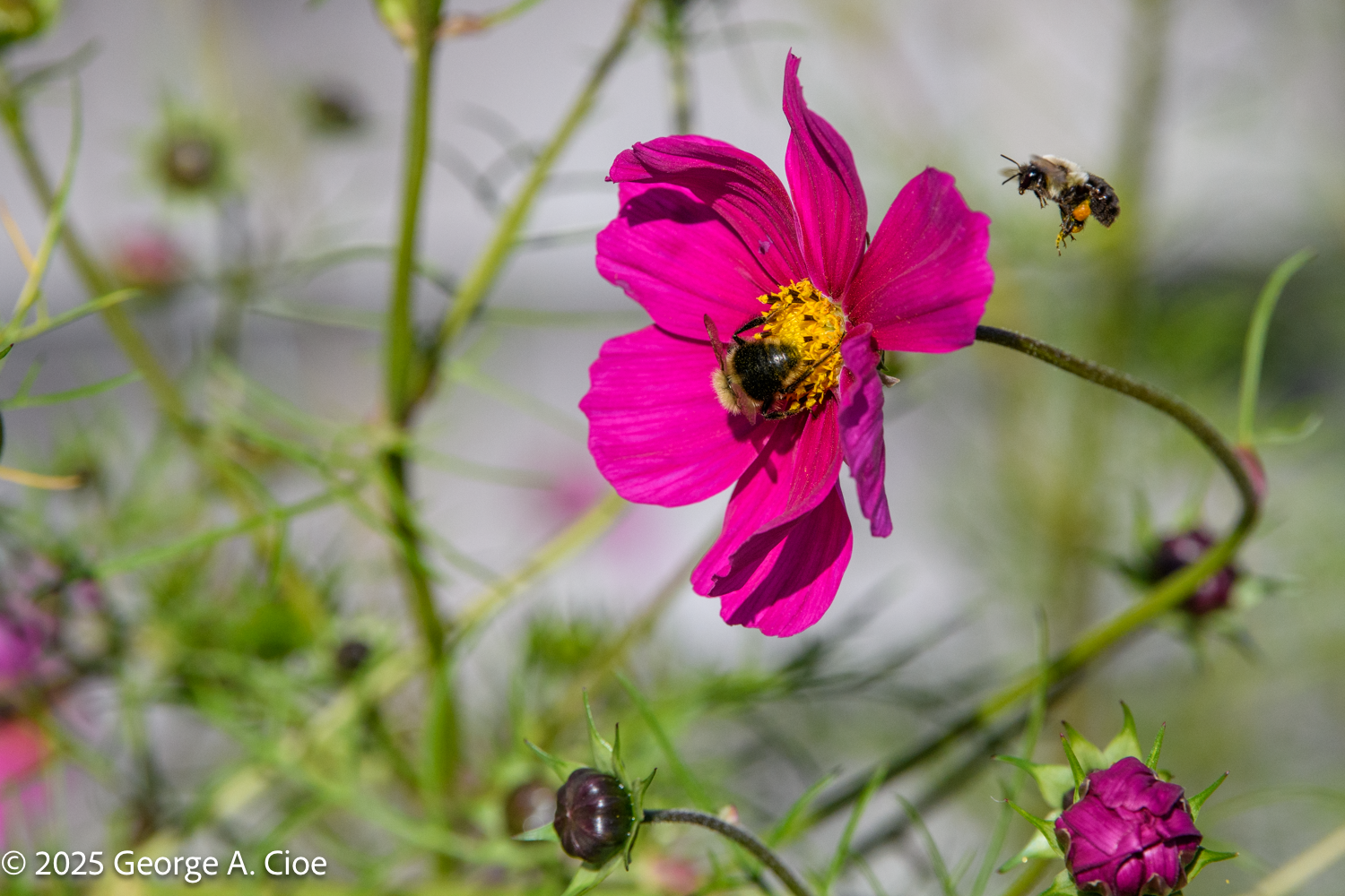 Bees Sustain Orchards Meadows Farms Forests Explained