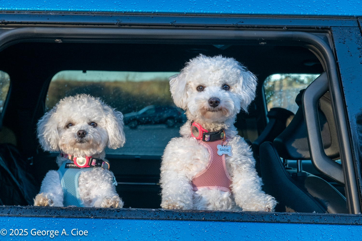 Adopting Mom and Puppy Bichons: A New Journey