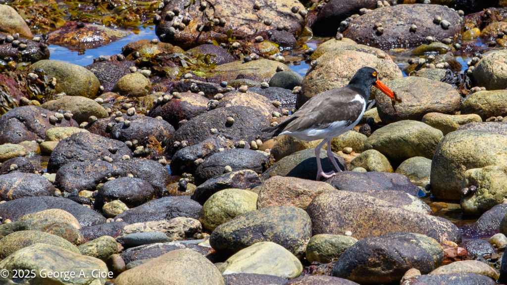 American Oystercatcher, Block Island, RI