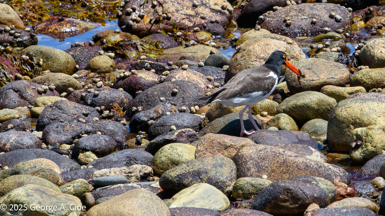 My First American Oystercatcher: Groucho on the Beach