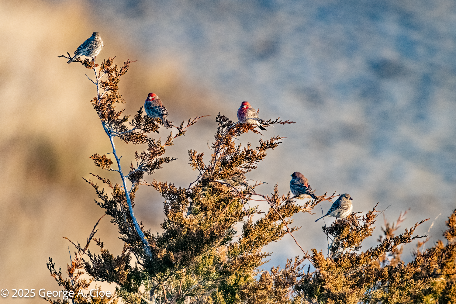 House Finch Arranged Like Musical Notes: A Birdwatcher’s Guide 