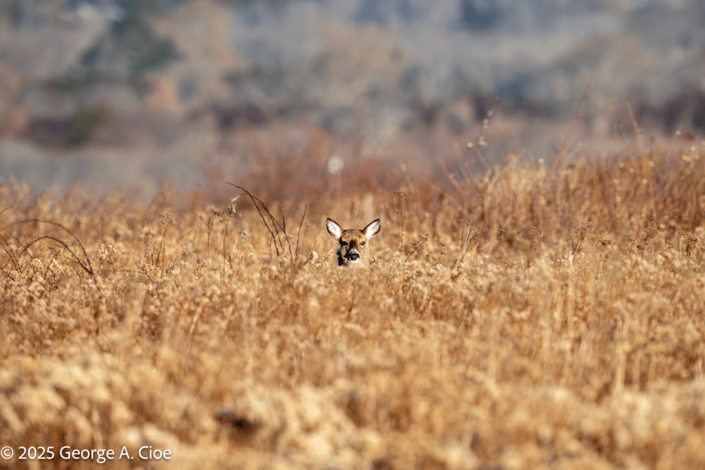"Sachuest Serengeti" White-tailed Deer