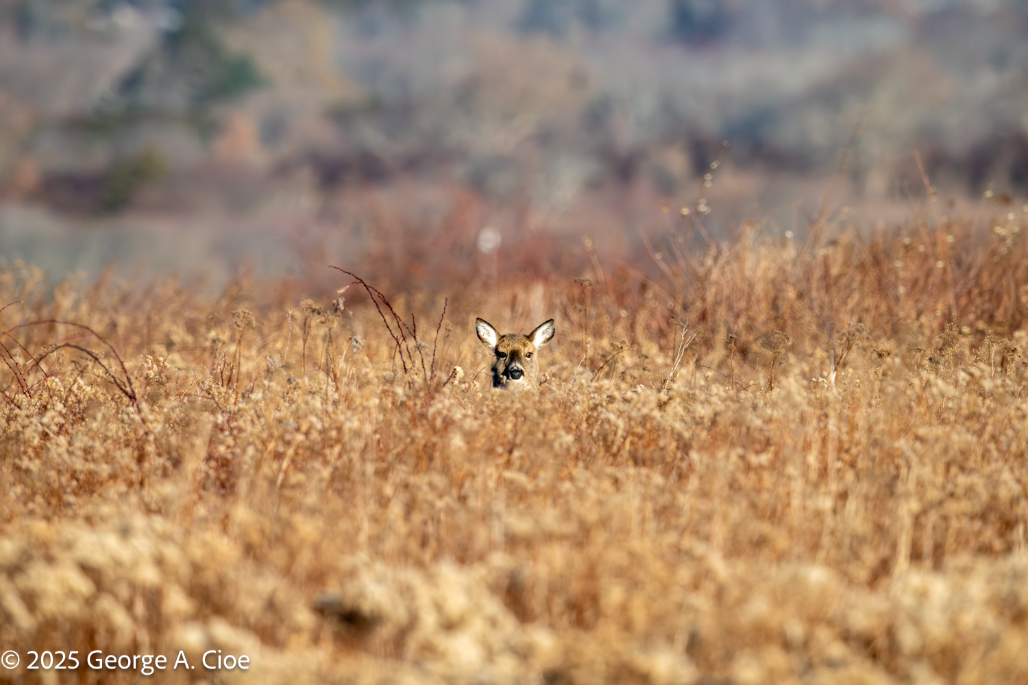 Yearling White Tailed Deer in the Rhode Island Refuge
