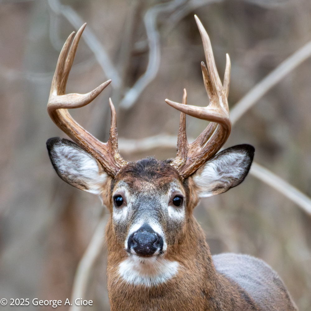 The Quiet Responsibility of Antlers: A Closer Look