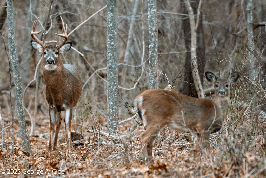 "Overwatch" 10 Point Buck
