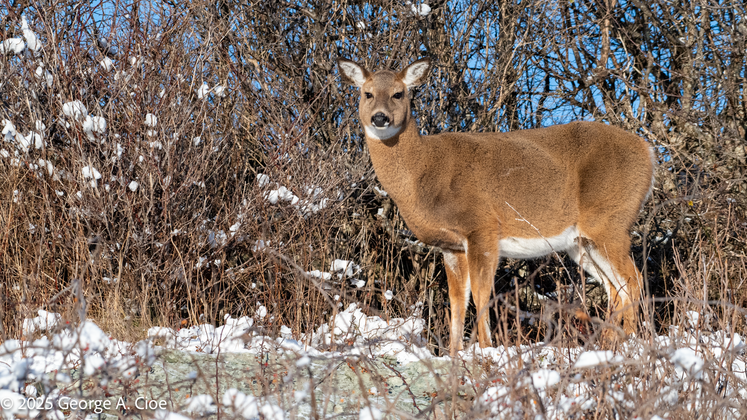 A Very Pregnant White-Tailed Doe at Sachuest Point
