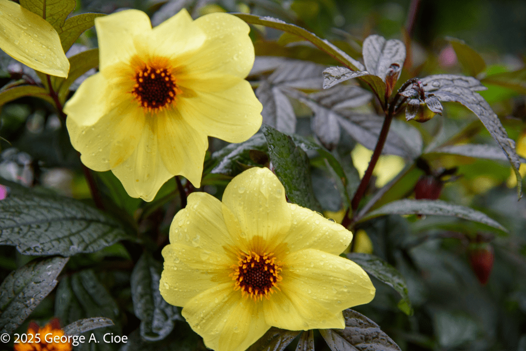 "Yellow Rain" Dahlias, Oslo, Norway
