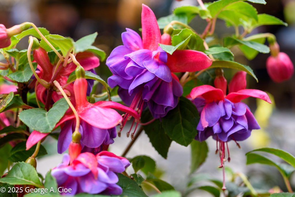 "Purple Pendants" Fuchsia, Oslo, Norway