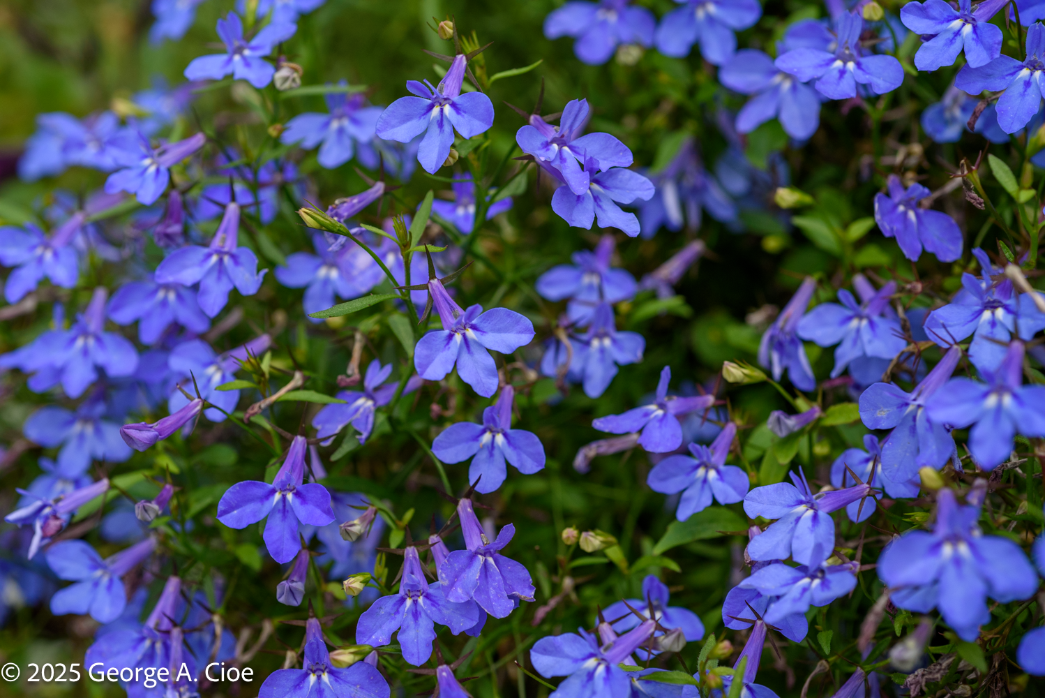 When Flowers Become the Essence of Urban Landscapes