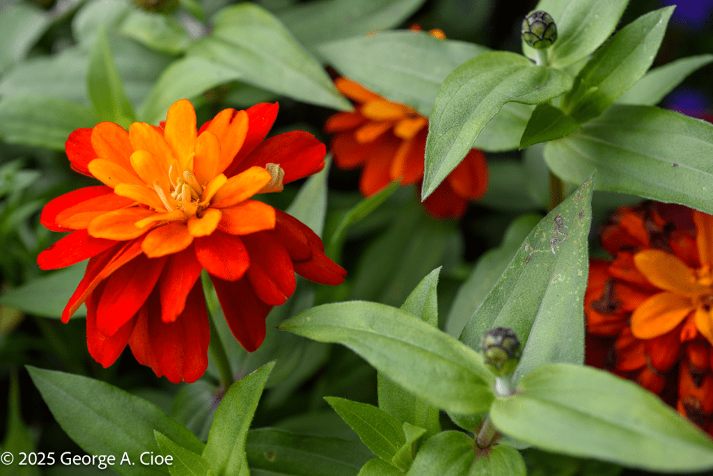 "Orange Burst" Zinnia, Oslo, Norway