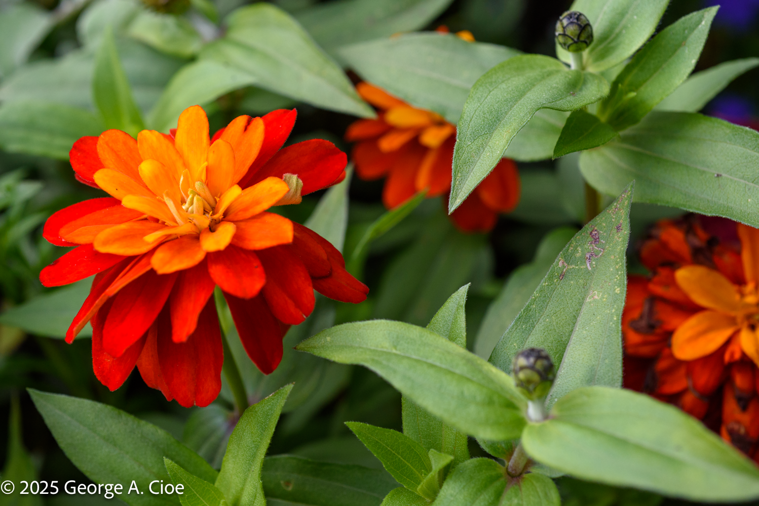 A Zinnia – Bold Warm and Fully Awake: A Colorful Contrast
