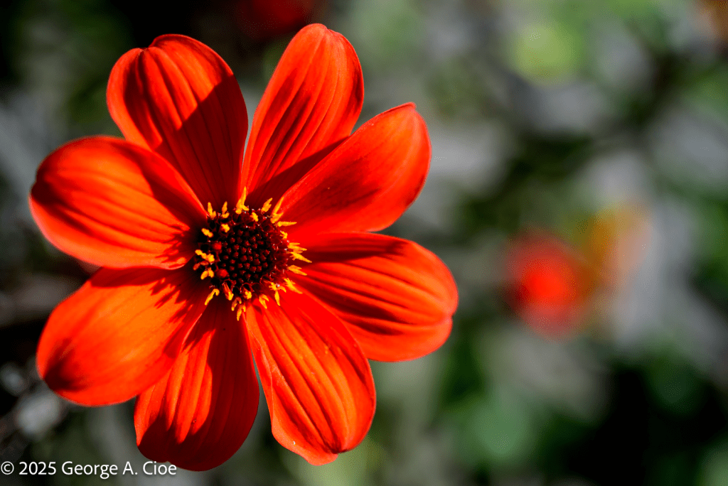 "Red Radiance" Dahlia, Oslo, Norway