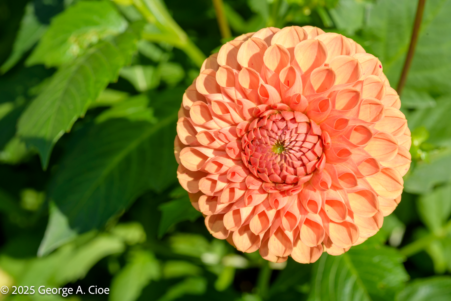 What Dahlias Taught Me About Oslo and Its Landscapes