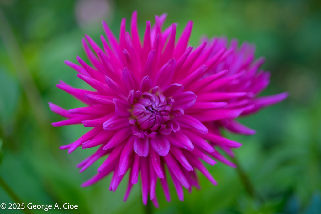 "Magenta Explosion" Cactus Dahlia, Oslo, Norway