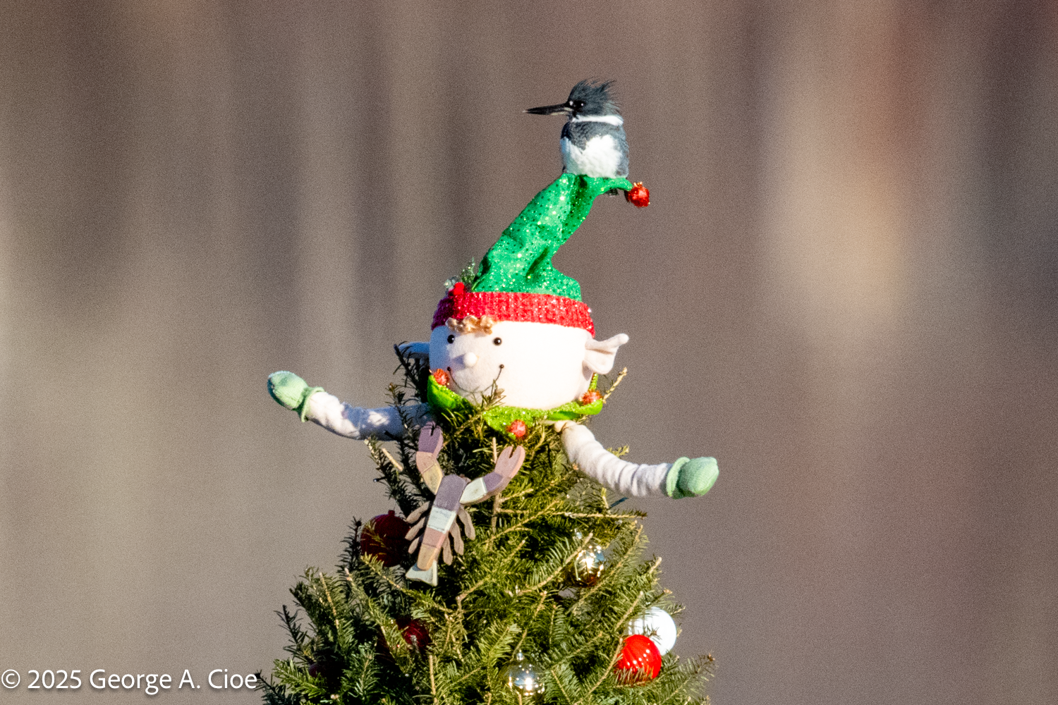 A Kingfisher Topped Christmas Tree: A  Narrow River Tradition