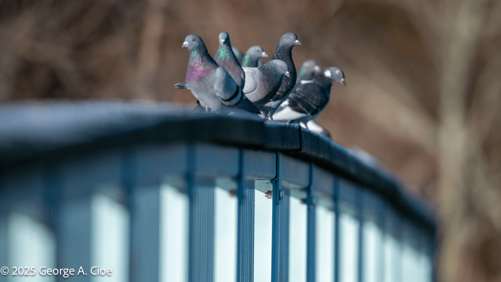 Rock Pigeons on Middlebridge, Narrow River, RI