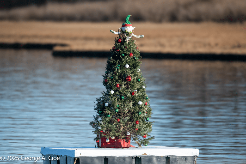Narrow River Christmas Tree, Narragansett, RI