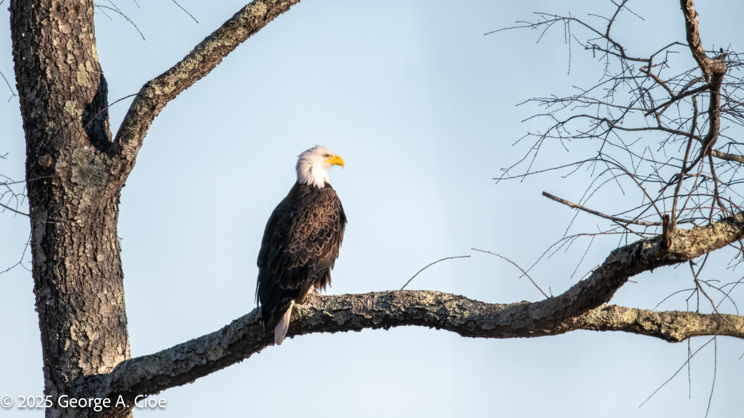 A Photographer’s Planning, Persistence, and Patience with Eagles