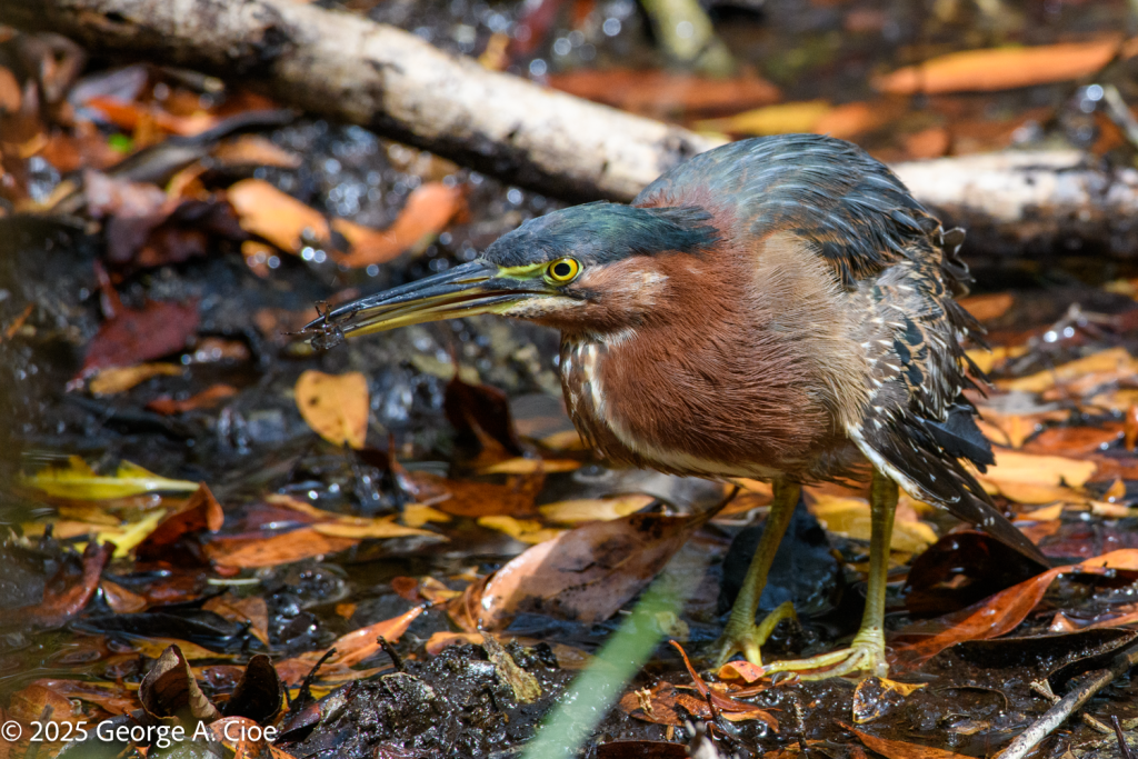 Green Heron
