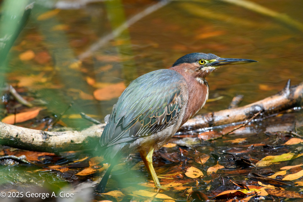 Green Heron