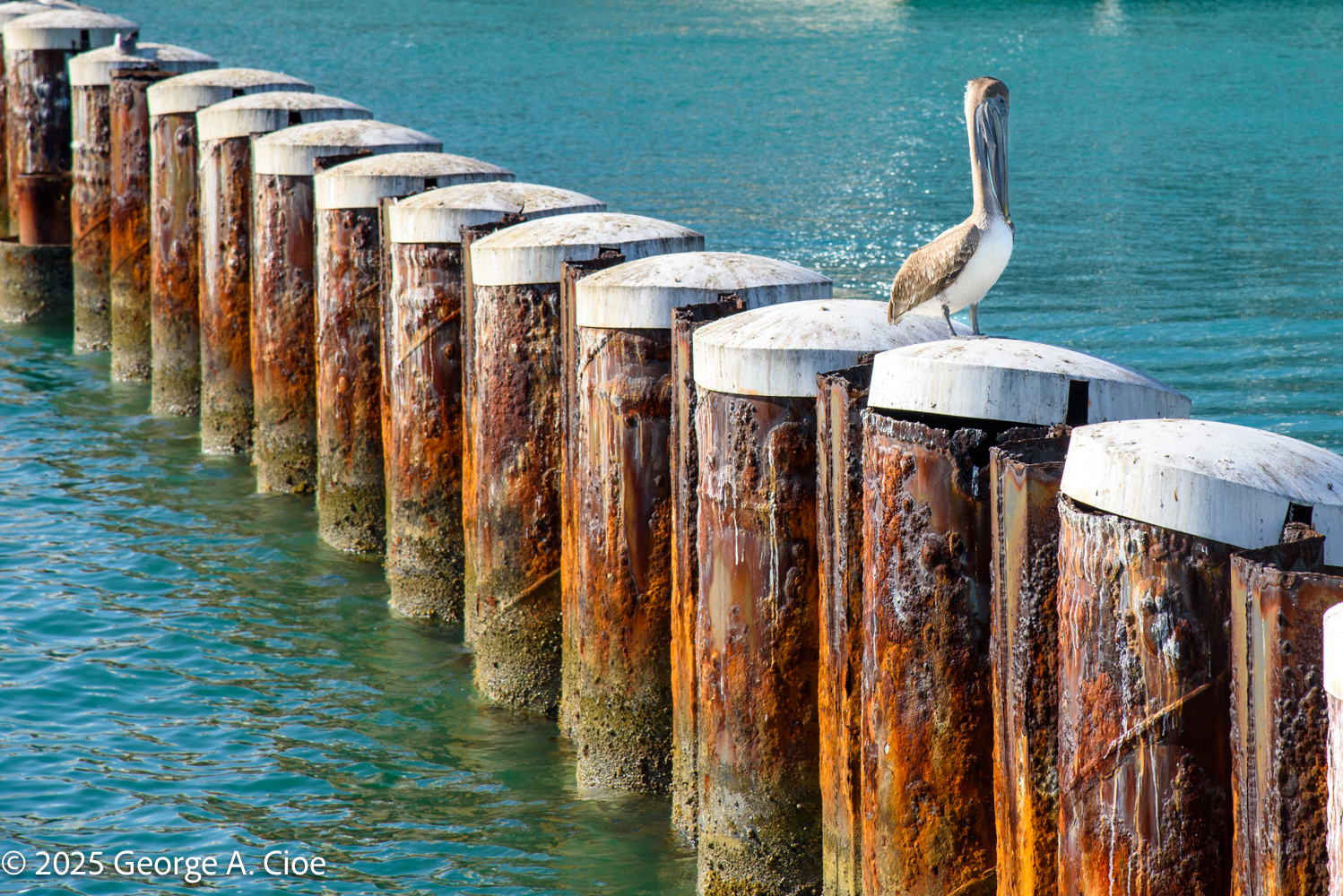 Brown Pelican is Proof Dinosaurs Were Real Creatures 