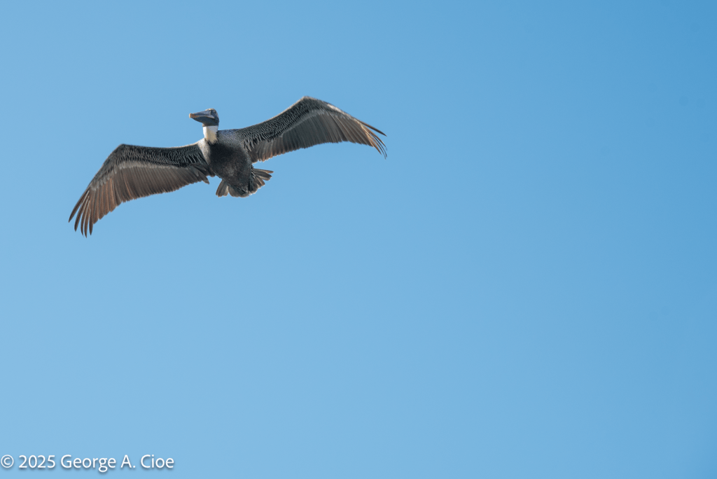 Brown Pelican, Key West, FL