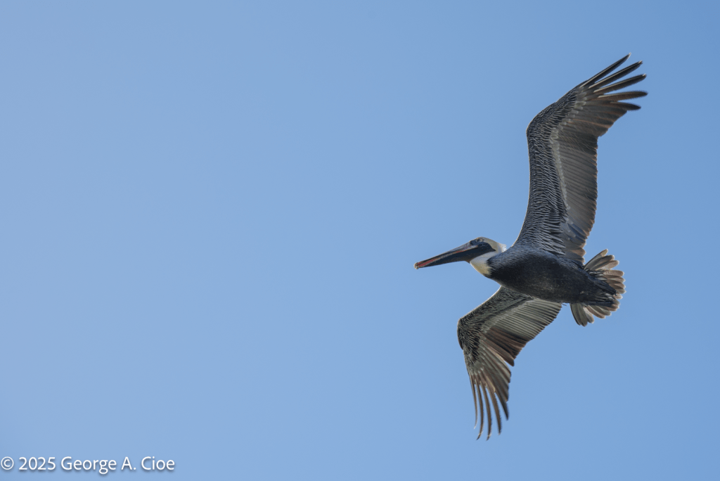 Brown Pelican, Key West, FL