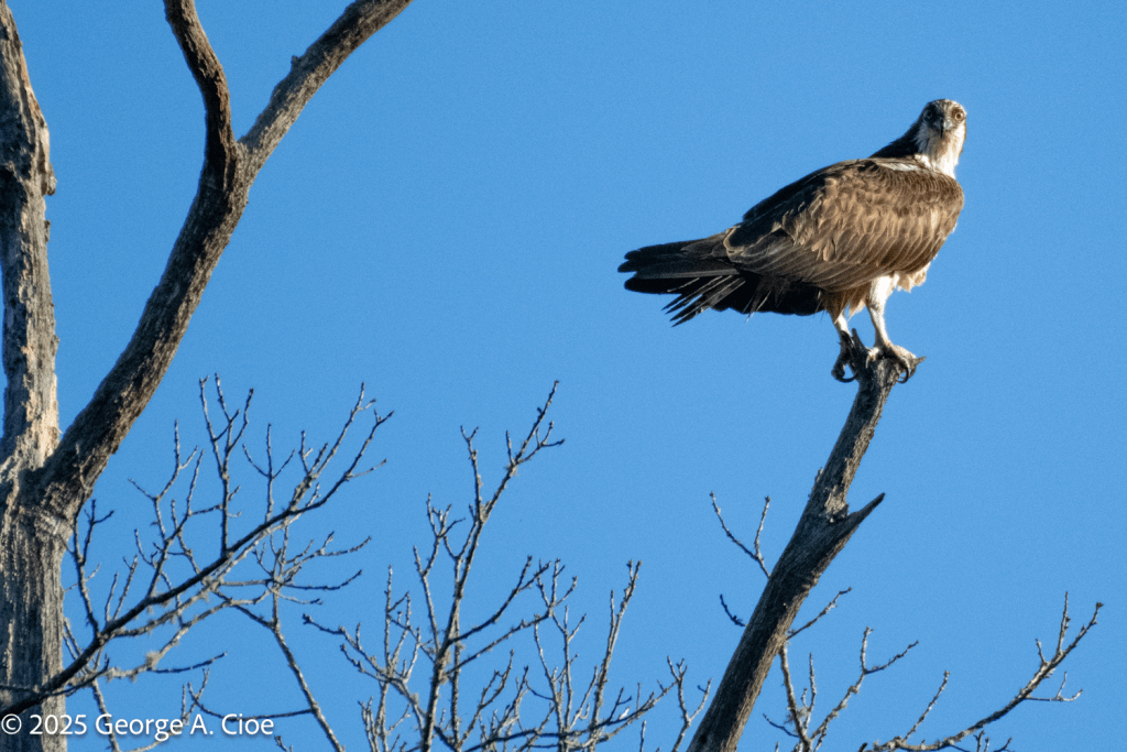 "Raptor Focus" Osprey