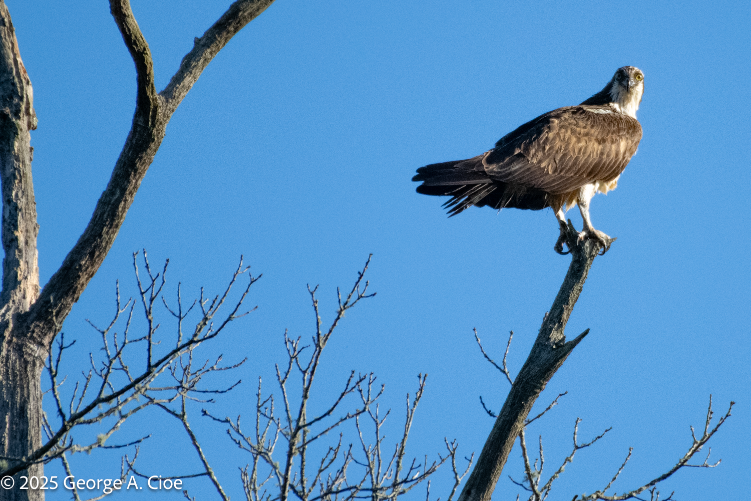 A Raptor’s Patience Through the Osprey’s Journey