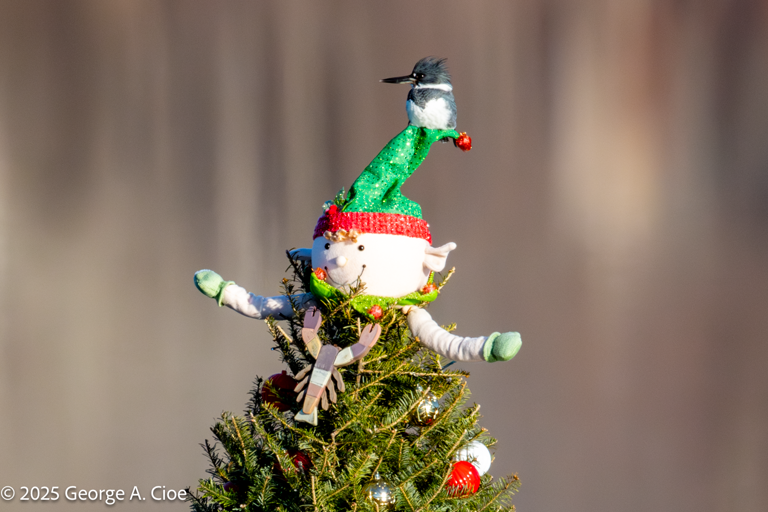 A Kingfisher Topped Christmas Tree: A  Narrow River Tradition