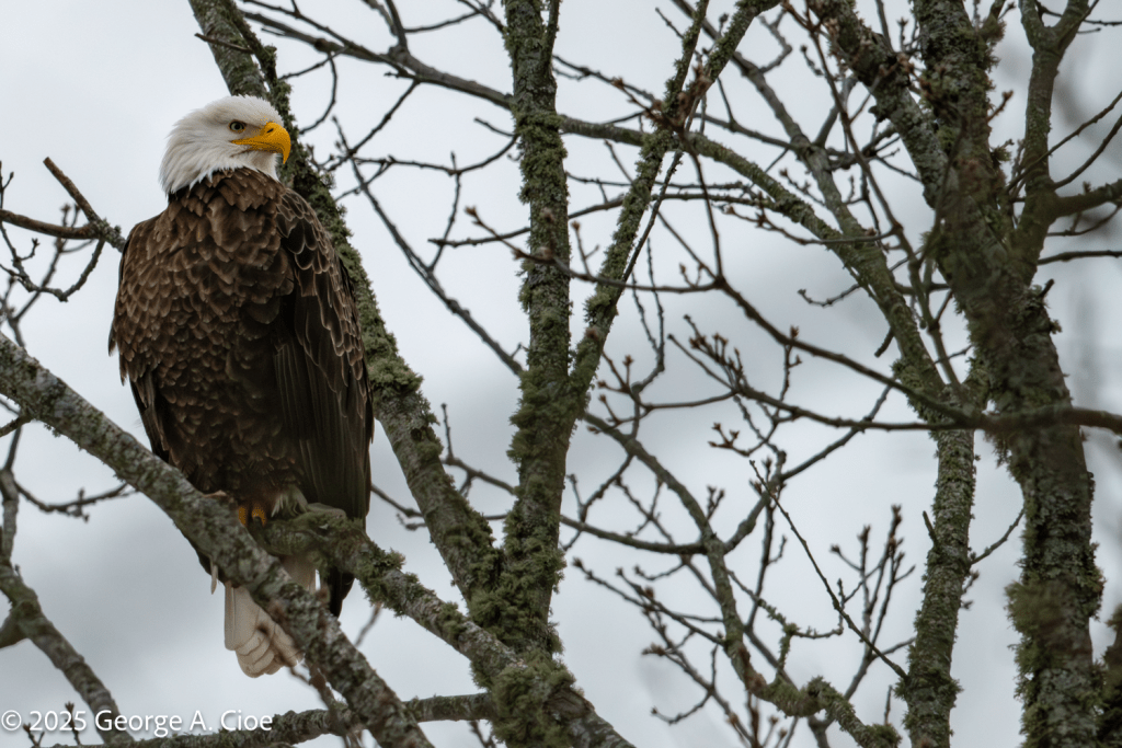 "Power Perch" Bald Eagle, Narrow River, Narragansett, RI