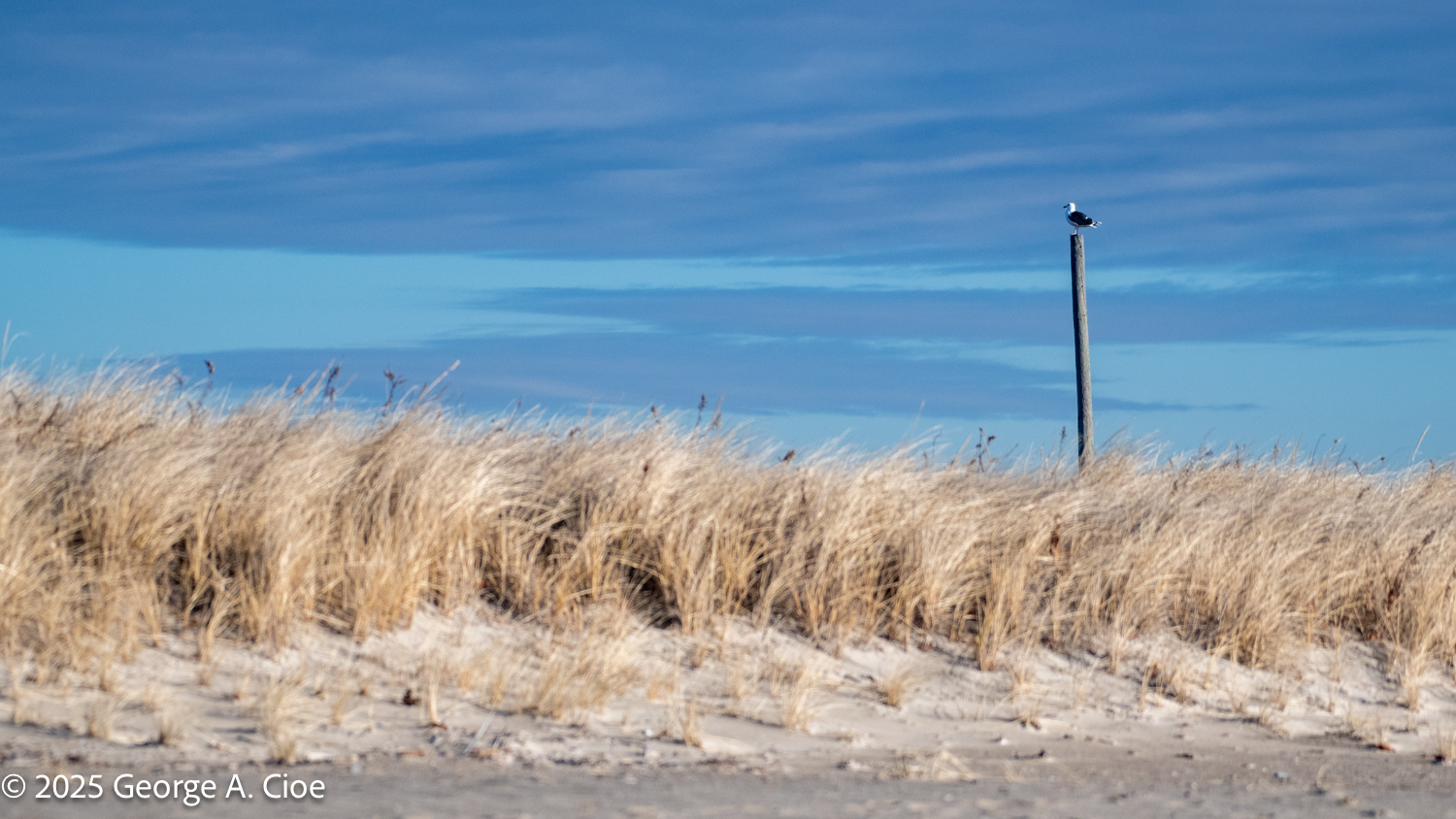 I’m King of the World and the Great Black-backed Gull