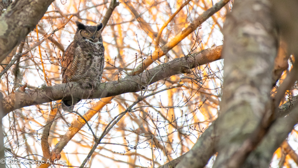 "Last Call" Great Horned Owl