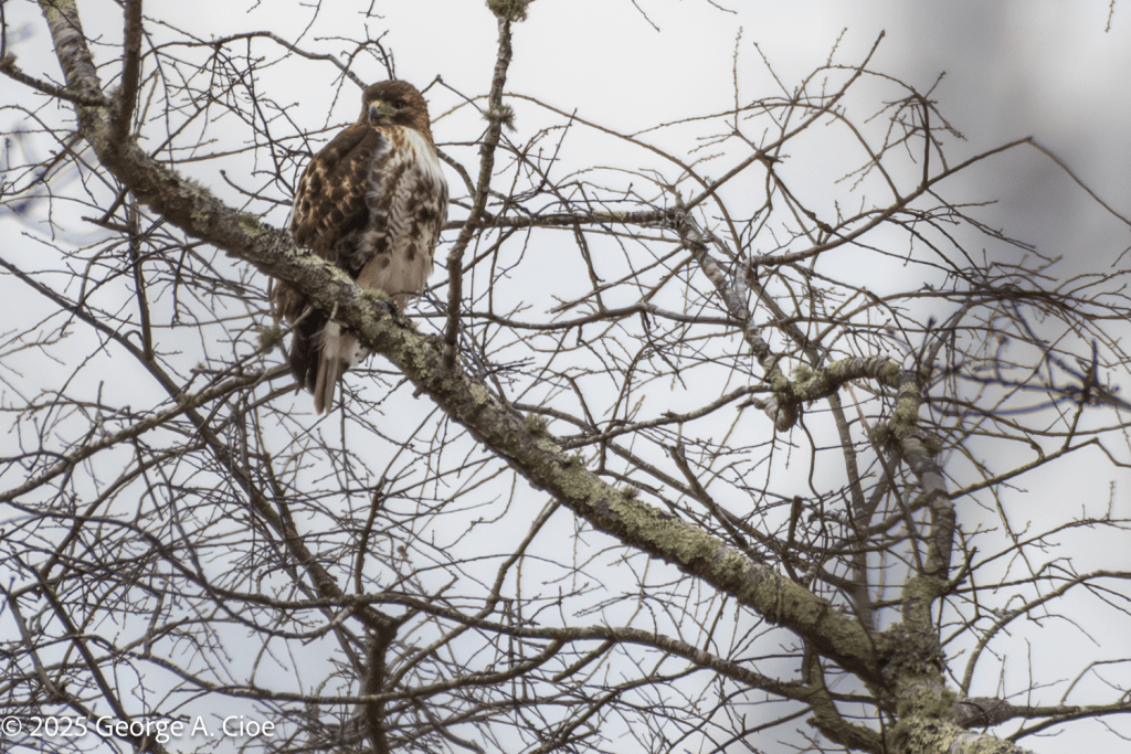 "Tallon Overwatch" Re-tailed Hawk