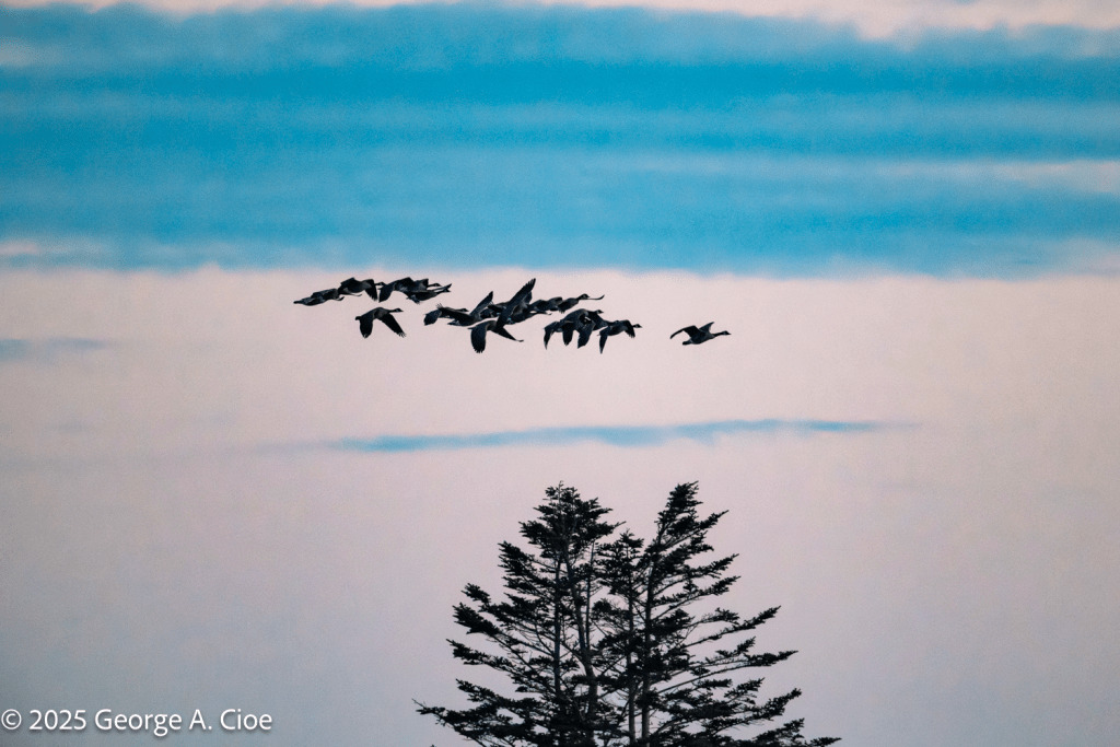 "Goosebumps" Canada Geese