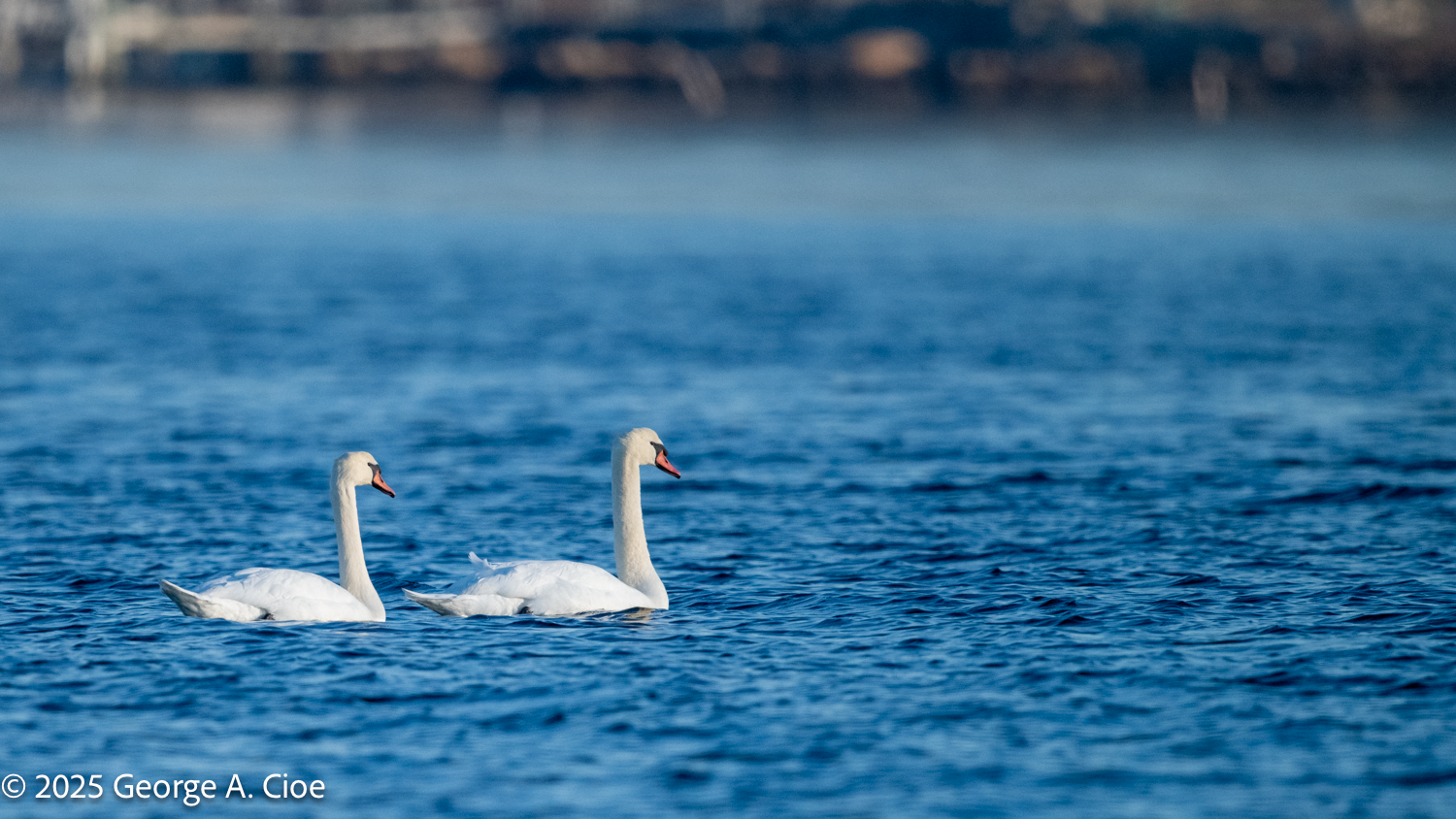 Swan Ballet: The Graceful Dance of Mute Swans