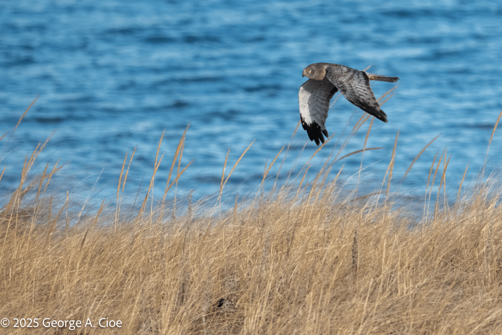 "Gray Ghost" Northern Harrier