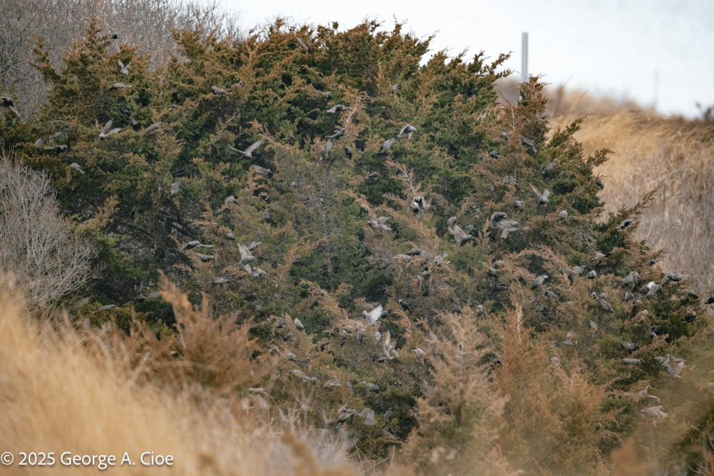 "Starling Hanger" European Starlings